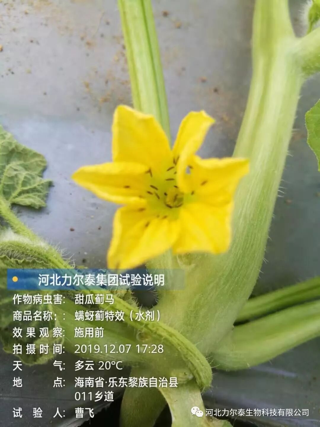 河北力尔泰集团哈密瓜蓟马药效试验
