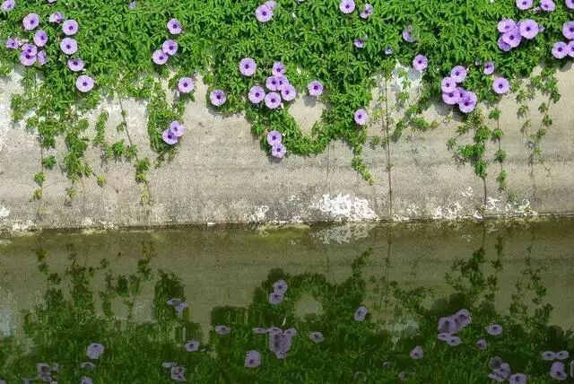 1种 野花 名字霸气 样子像喇叭花 作用大名叫 五爪金龙 财经微观 微信公众号文章阅读 Wemp