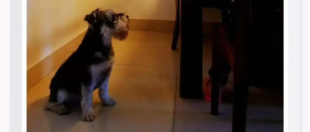 好神奇！狗狗真是「Love 密码」吗？