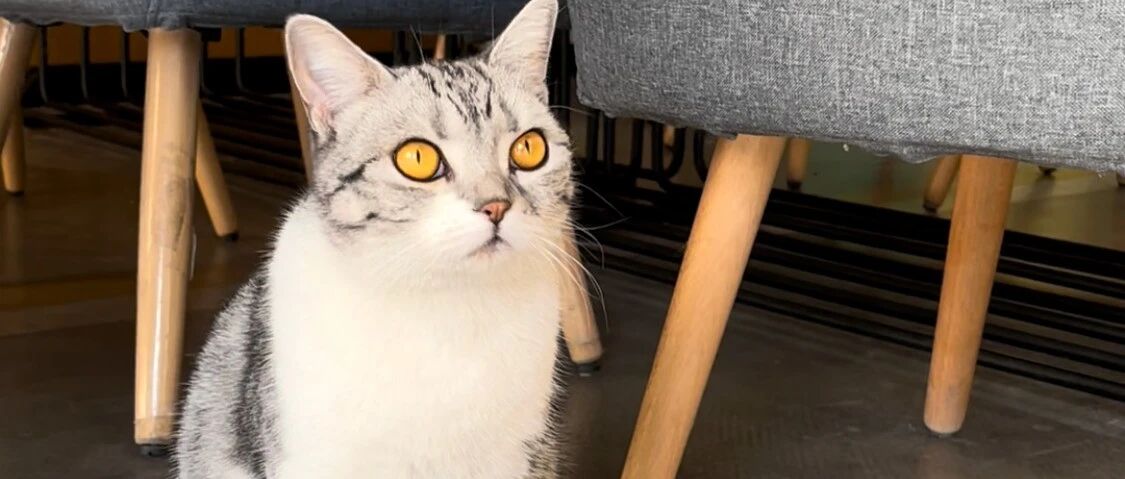 逆了天了！猫咪为啥这么喜欢打翻食盆？？ | 热门问诊白皮书