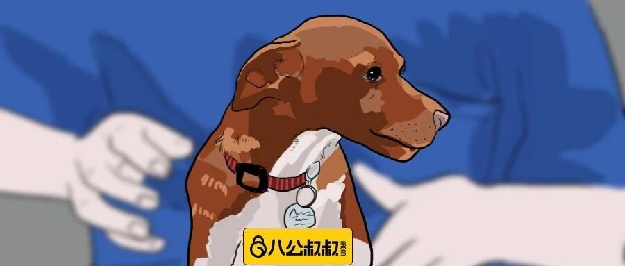 奇迹！当铲屎官遭遇危险时，狗子竟搬回了救兵！