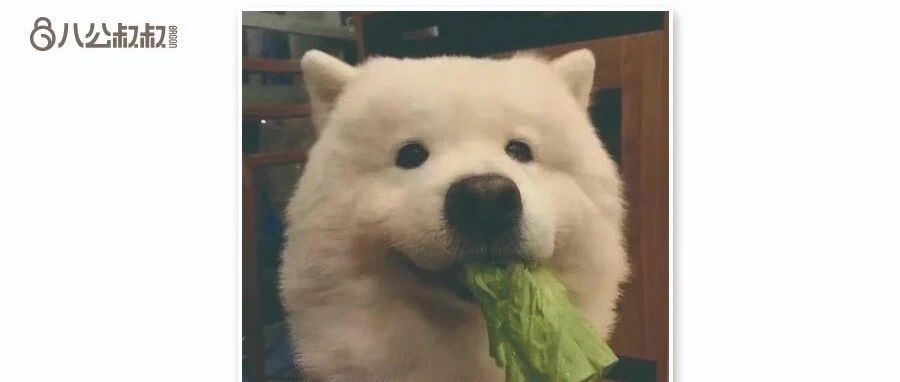 带狗子闪电远离！这些植物、化妆品“有毒”，狗狗误食或将致死…