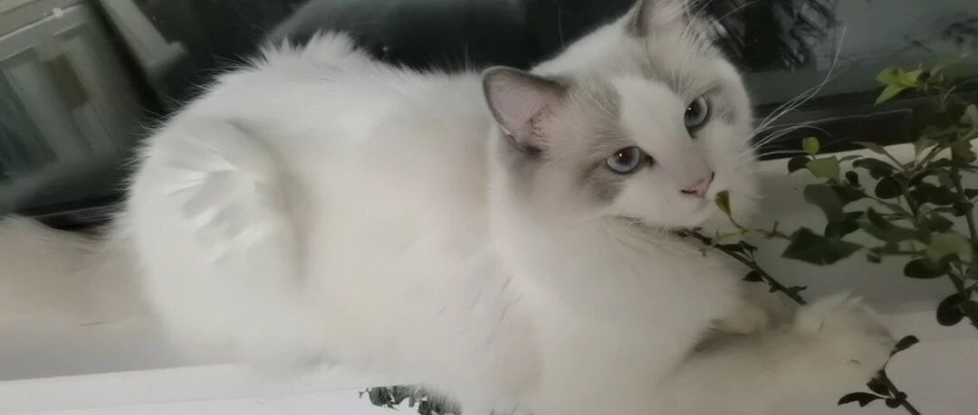 粘着我的小新，教会了我如何跟世界『握手言和』