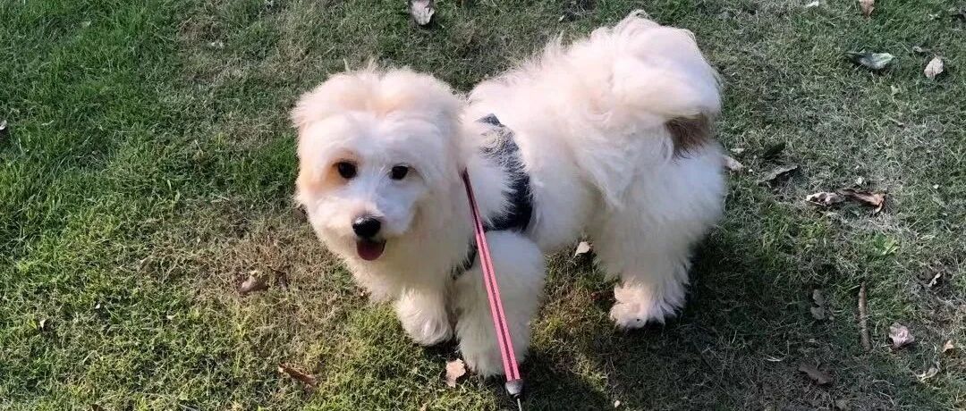 糟糕！"秃"如其来换毛季，毛孩和主人需要哪些应季tips？