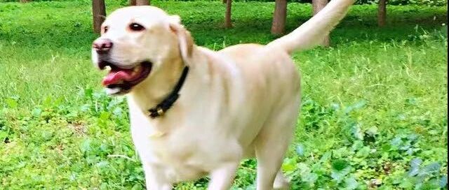 啥毛病啊？竟然建议我家狗子去看中医！