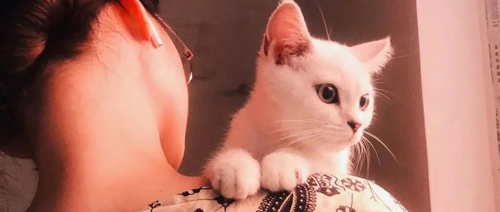 一组人类与猫咪的拥抱画面，治愈你的女王心