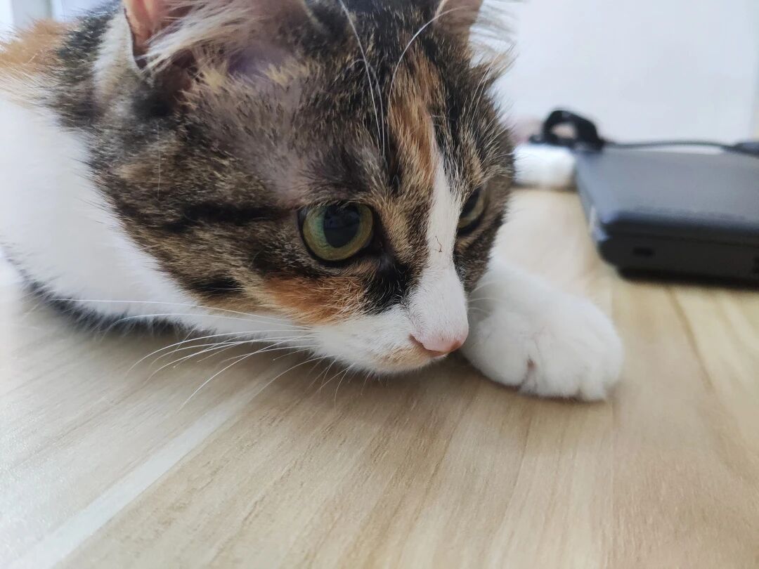 人生第一次被小猫咪成功“碰瓷”，是怎样一种体验？