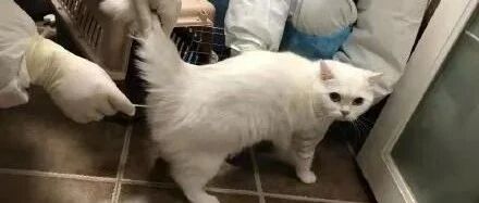 “无害化处置”登顶热搜，疫情之下如何善待毛孩子？