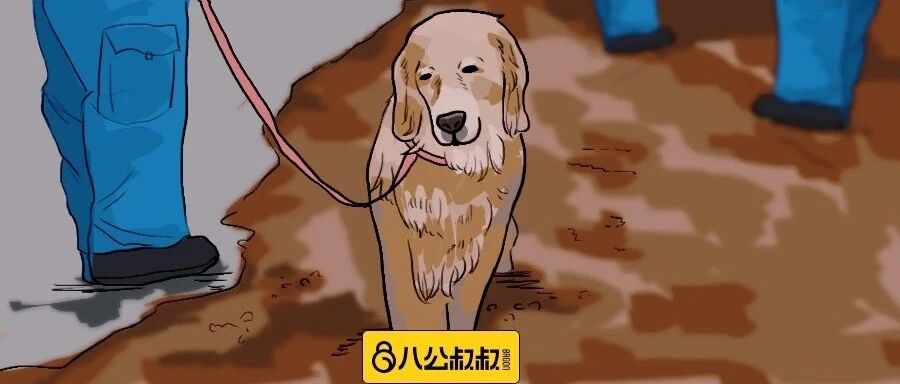 “一张图告诉你为什么搜救犬也是战士！”