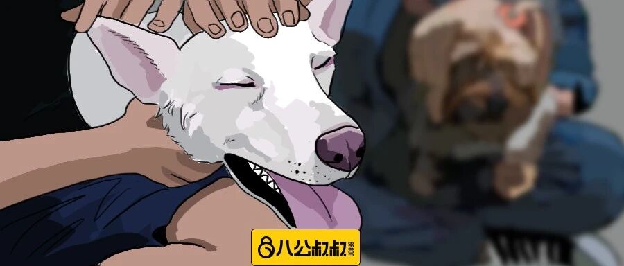 还记得年初这只被连续抛弃的狗狗吗？超爽后续来啦！