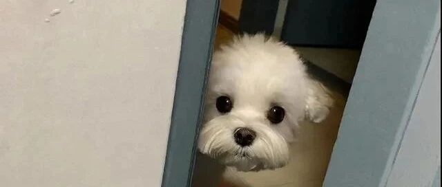 铲屎的又进厕所了！一定在背着我偷吃！