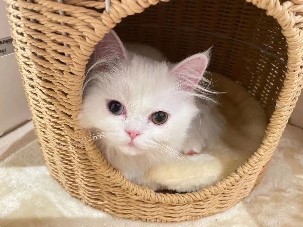 不慎抱来“逆子”先别扔，养养可能有惊喜！