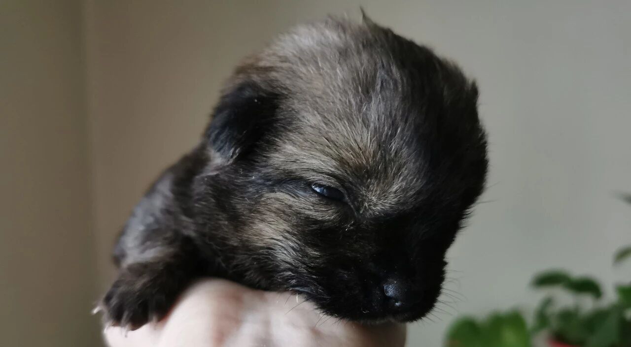 一只“黑煤球”捡回家，颜值变化能有多大？