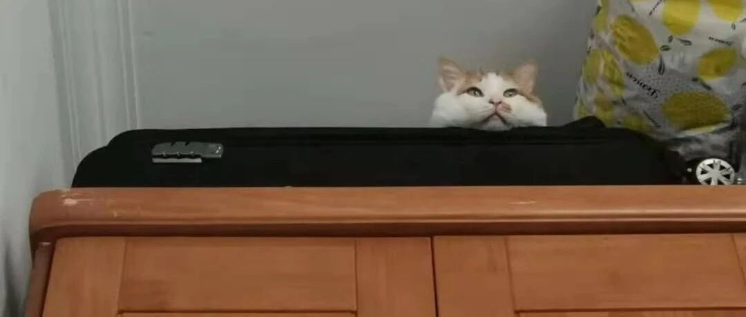 猫咪老刨猫砂， 但尿不出来是怎么回事？？ | 热门问诊白皮书