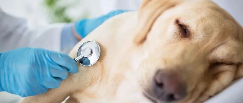 「肥胖、脱发、流感」高频换季病来袭，秋季狗狗如何正确养生？