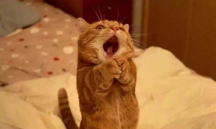 新年的第一个红包，给最宠你的TA？