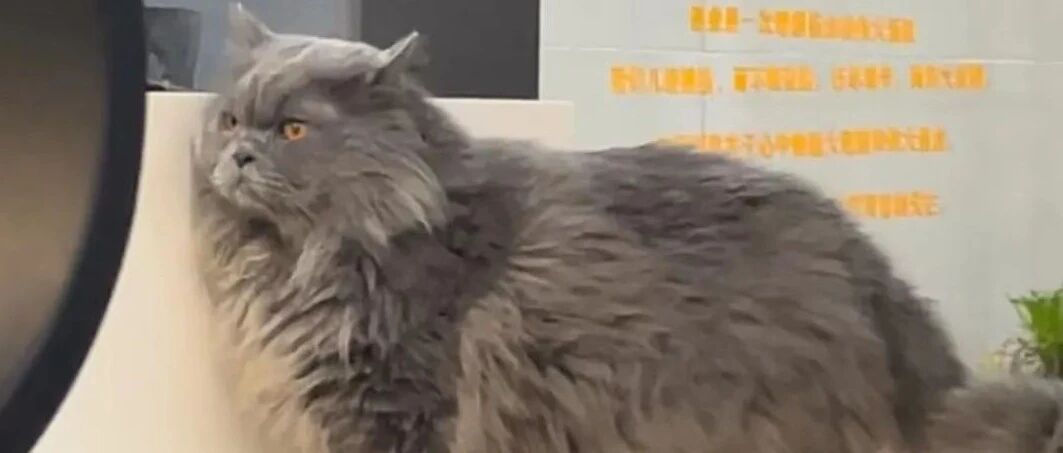 读懂猫咪的肢体语言，才好和它做朋友