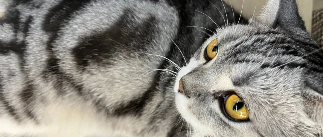 我家小猫最近不拉粑粑，一吃就吐，咋办？？| 热门问诊白皮书