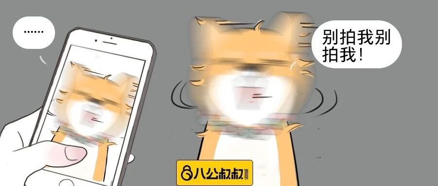 “别看汪吃吃喝喝睡，其实汪的小心思多着呢！”