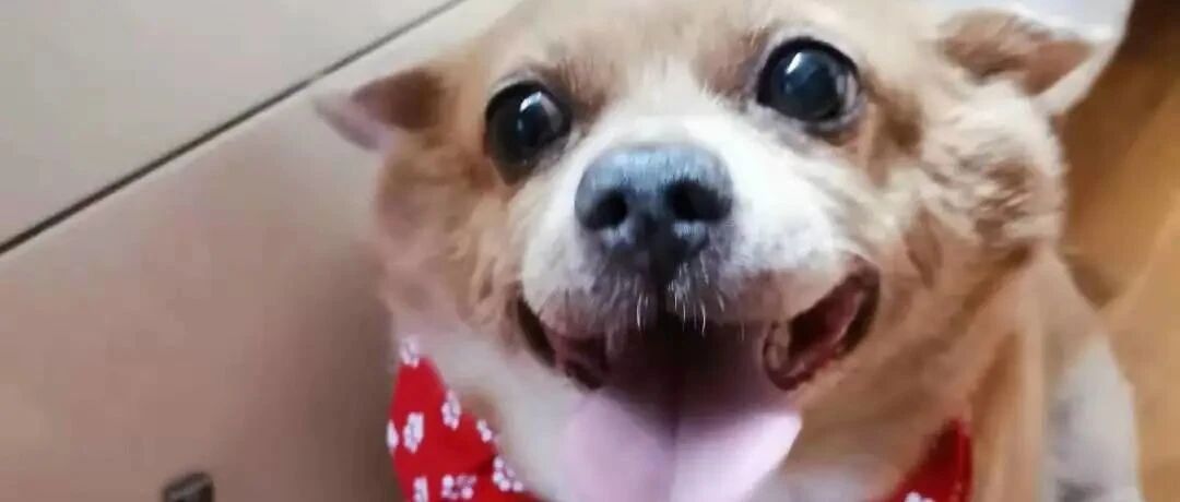 『狗子热情似火，客人退避三舍』，  咋整？？？