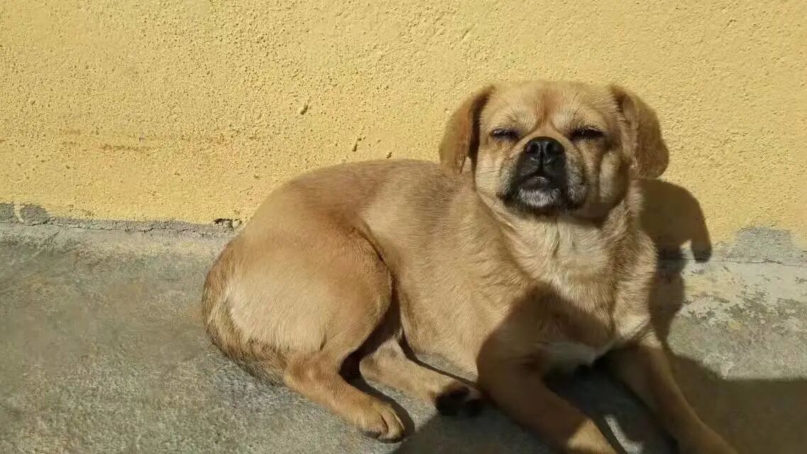 奇迹般活下来的“星期狗”，对我来说就是最温暖的事