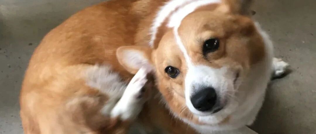 “物质上我养小狗，精神上小狗养我“——狗子教会我的14件事