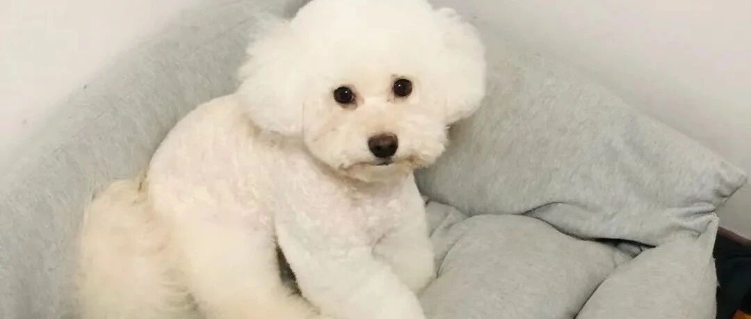 看到酸奶口水直下三千尺，但狗狗真能喝酸奶吗？？| 热门问诊白皮书