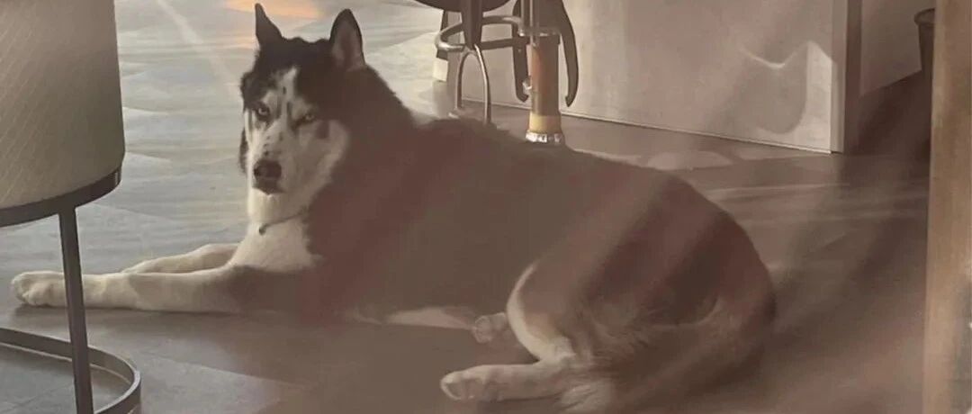 要把养狗人逼疯的节奏吗？昭通发布最严“遛狗令”！