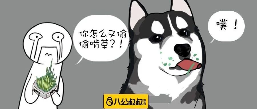 狗狗不是只喜欢吃肉么？怎么吃草也这么津津有味？