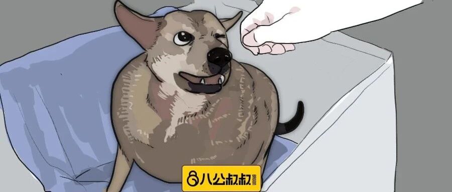 被太多人爱也成负担！它成为全曼谷最胖流浪狗！