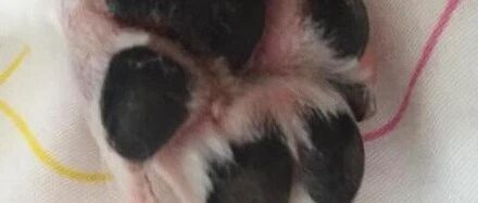 该怎样应对趾间炎、猫藓、换季易中招的皮肤病 ？ | 热门问诊白皮书