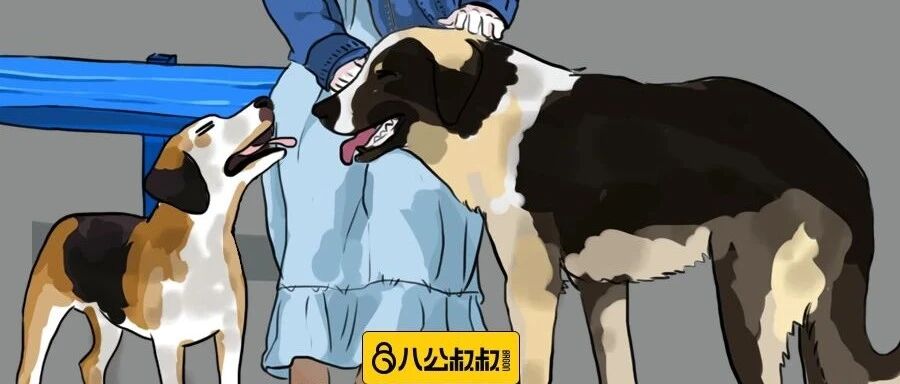 流浪狗在商场呼呼大睡，顾客抱走一只又一只……