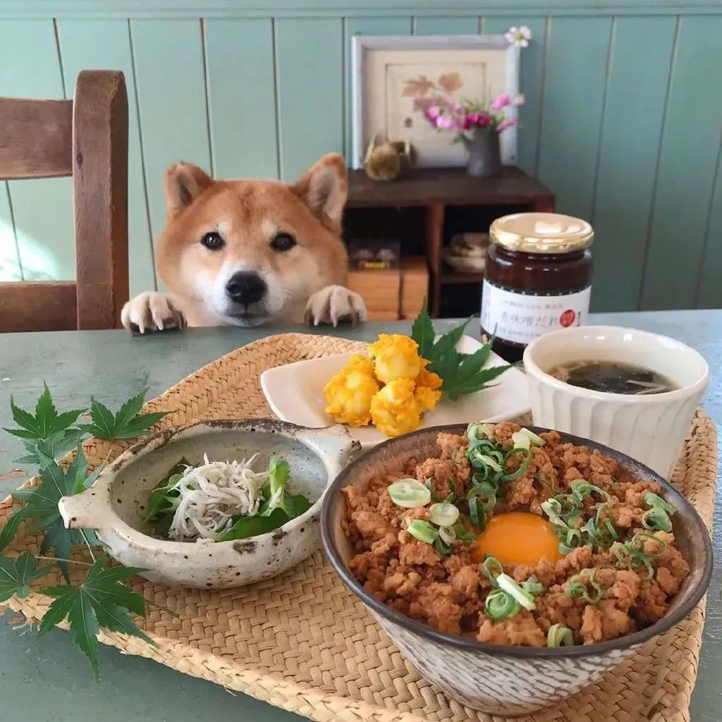 一隻令人食欲大開的柴柴！實在太「下飯」了…… 寵物 第8張