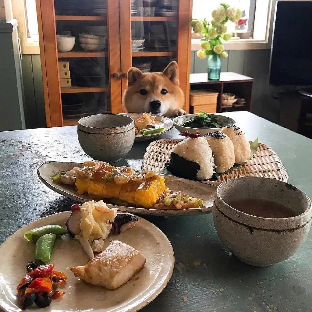 一隻令人食欲大開的柴柴！實在太「下飯」了…… 寵物 第9張