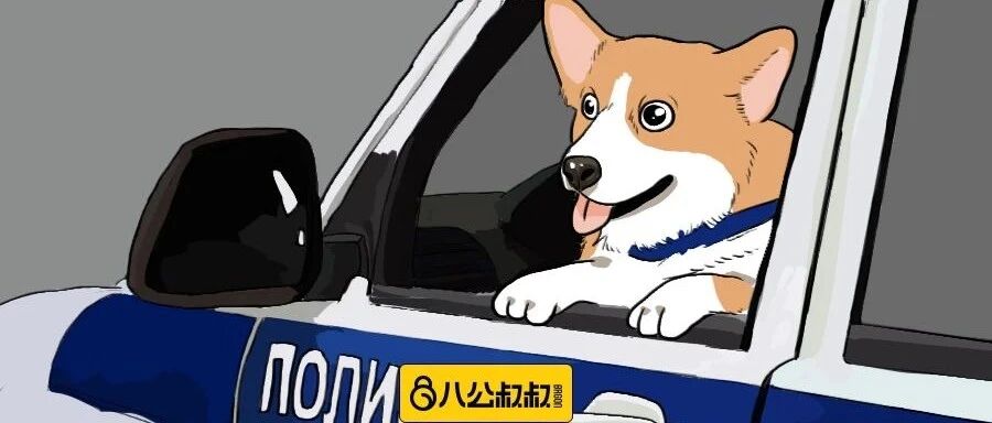 柯基不断尾还当了七年警犬？这只小家伙帅到我啦！