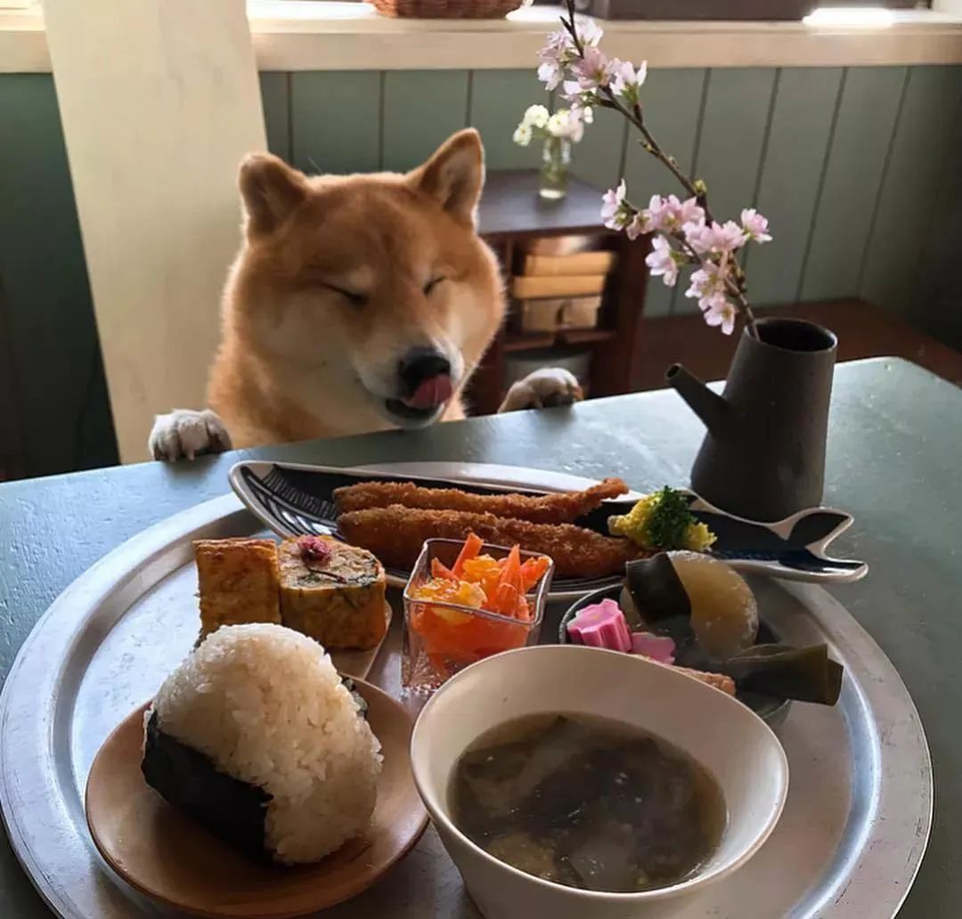 一隻令人食欲大開的柴柴！實在太「下飯」了…… 寵物 第16張