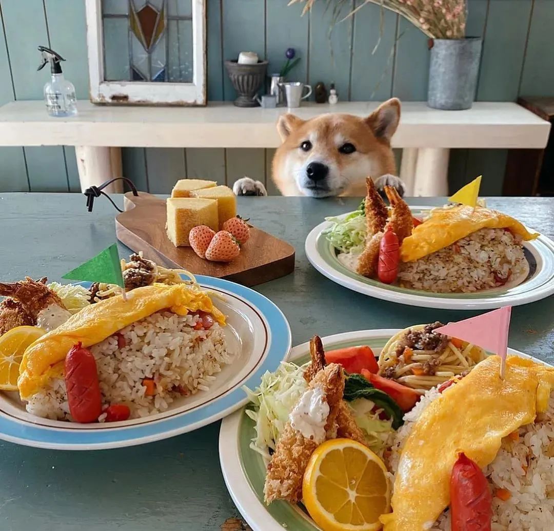 一隻令人食欲大開的柴柴！實在太「下飯」了…… 寵物 第7張