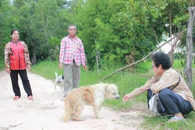 狗狗的執念！它在同一個十字路口等了主人四年…… 寵物 第5張