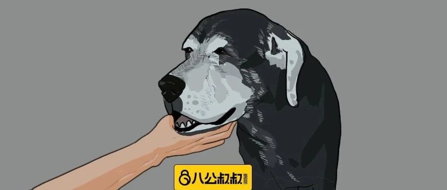 狗狗会变老！注意这四点能让它度过一个健康晚年！