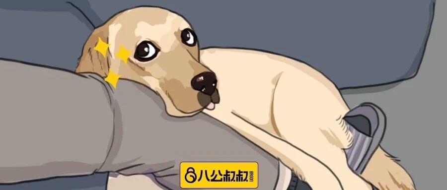 每当被狗狗深情凝视，总觉得自己是世界上最幸福的人！