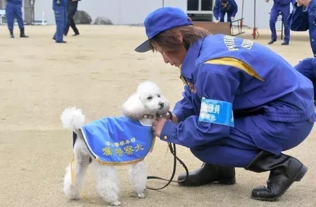 邊牧：連二哈都可以當警犬，為什麼我不行？ 寵物 第5張