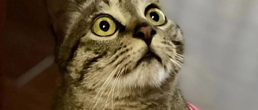 从取名字开始，收养一只「懂鸟语」的流浪小奶猫!