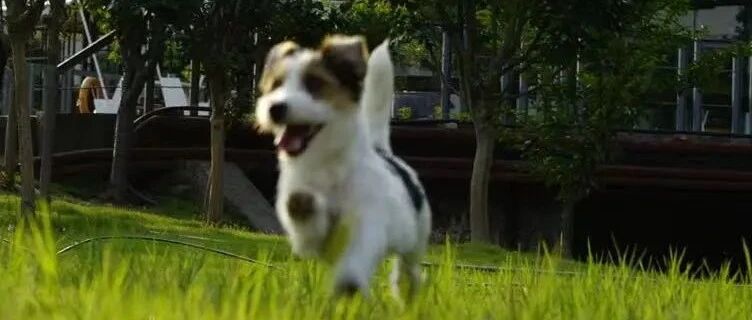 狗狗真能无障碍交流？？偷学5招轻松搞定「学渣狗狗」！