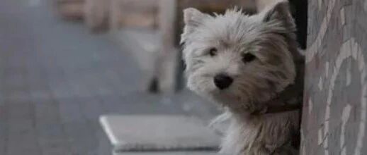 如何给流浪毛孩一个温馨的家？（狗狗篇）