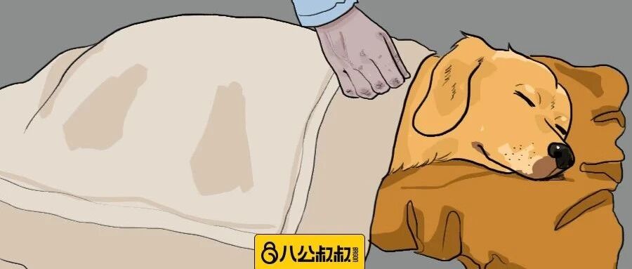 嘴上说不养狗的老爸，每晚却偷偷溜进房间帮狗狗盖被子！