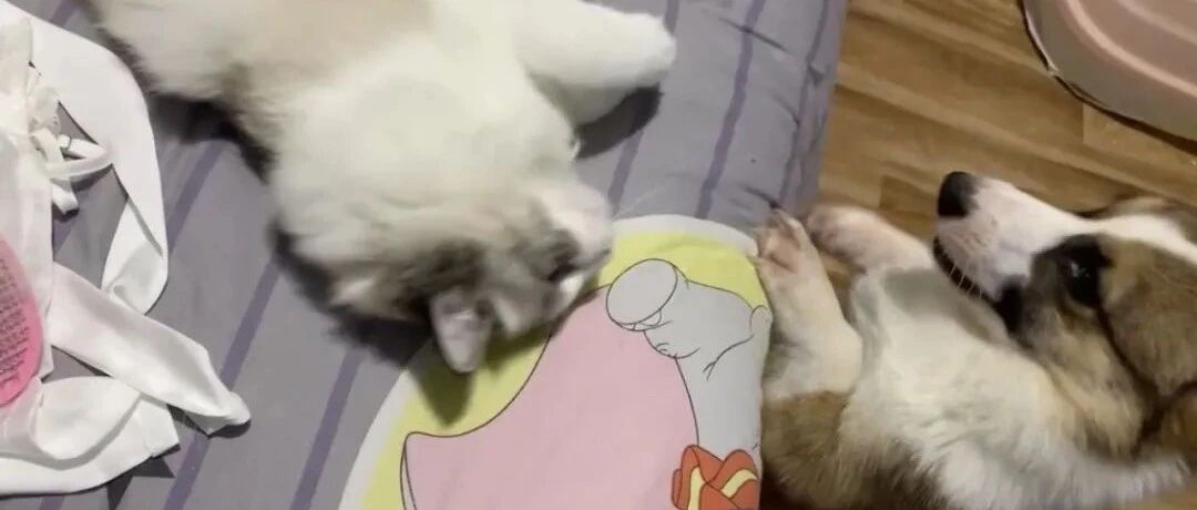 猫狗双全的第一天，一个也不想养了