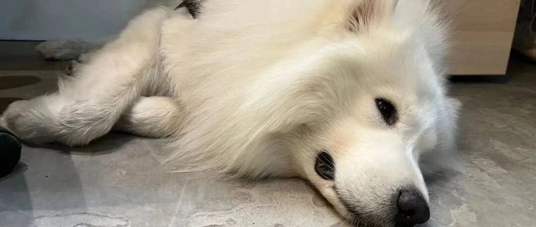 就离谱！发情期绝育后的母狗不小心被配了，会有影响吗？ | 热门问诊白皮书