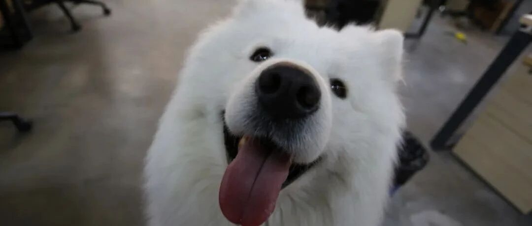 我家狗子毛色偏黄，有什么东西吃了能变白的吗？？|热门问诊白皮书