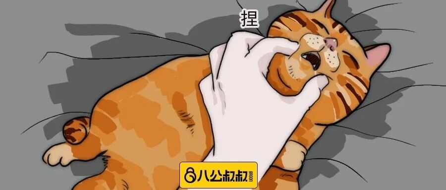 超萌！它是一只在哪都能睡着的“网红”…