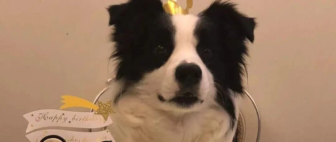 狗狗真能听懂满大街的新年音乐吗？？？ | 热门问诊白皮书